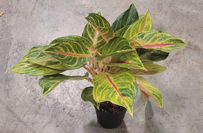 Golden Papaya Aglaonema